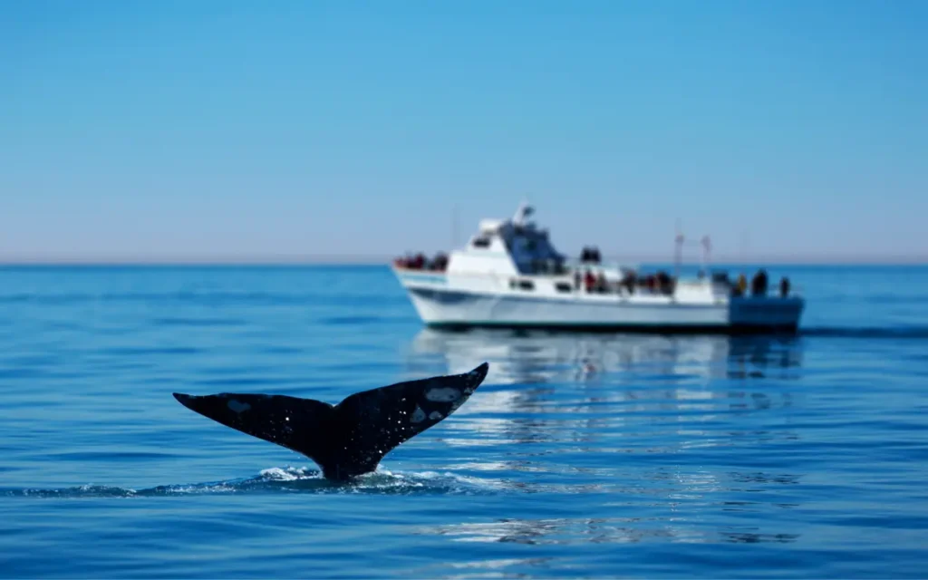 Pemba Whale and Dolphin Safari