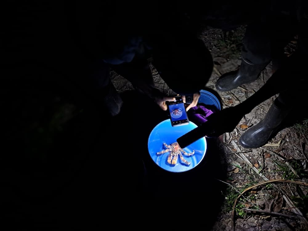 Coconut Crab Conservation Pemba