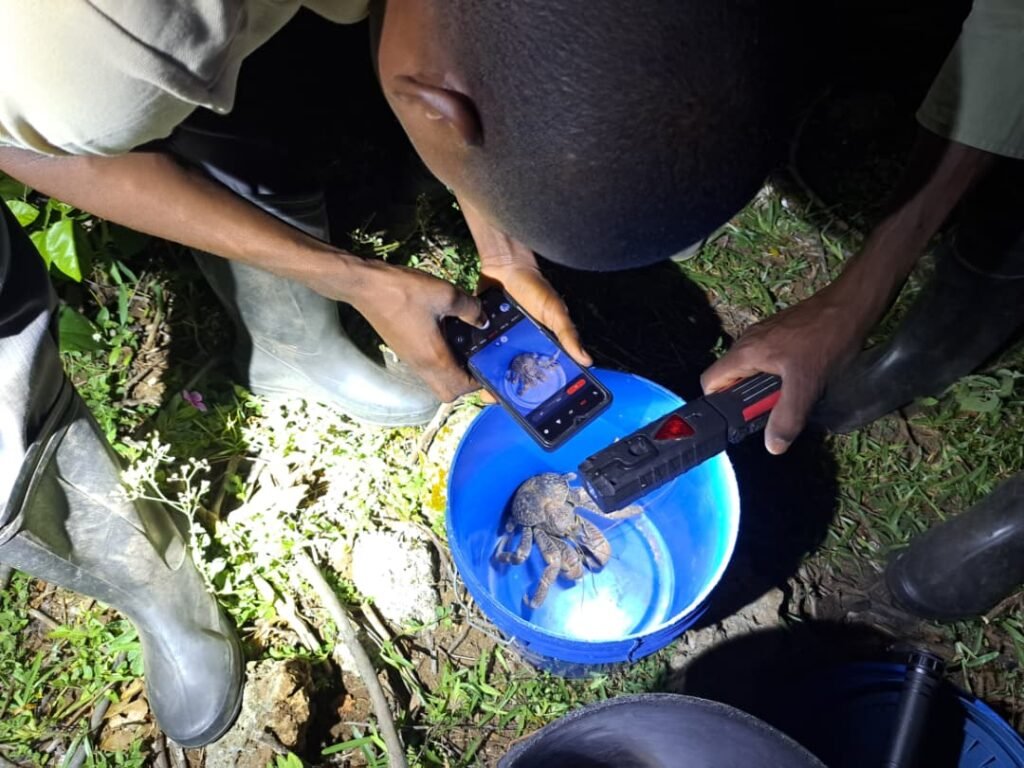 Coconut Crab Conservation Pemba