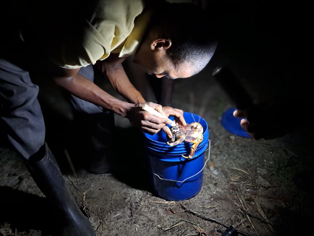 Coconut Crab Conservation Pemba