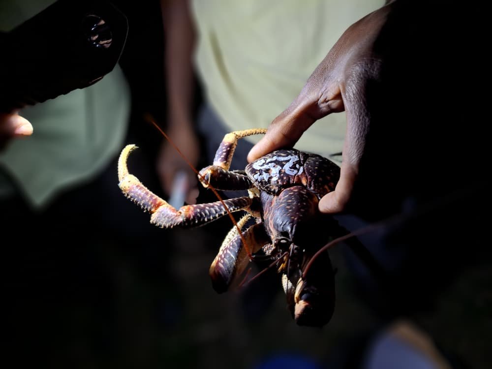 Coconut Crab Conservation Pemba