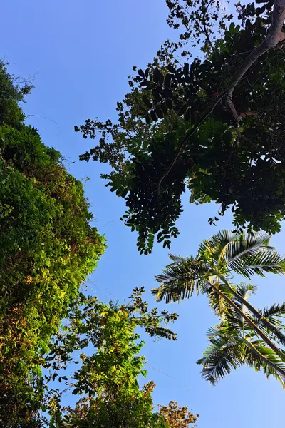 Ngezi Forest