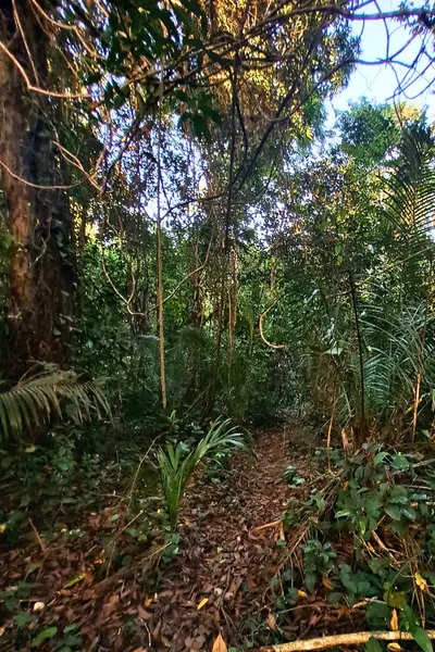 Ngezi Forest