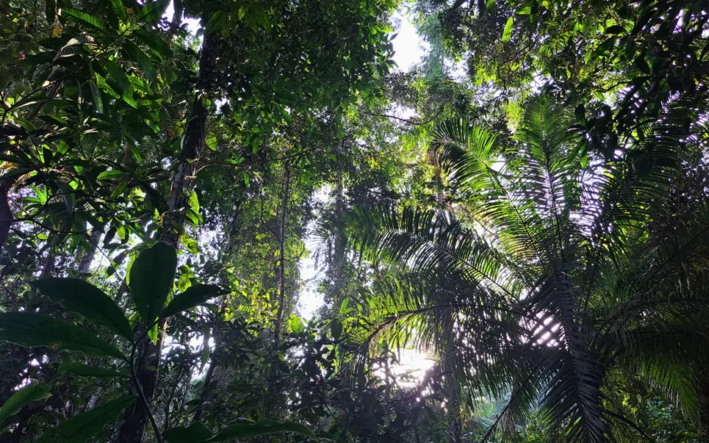 Ngezi Forest