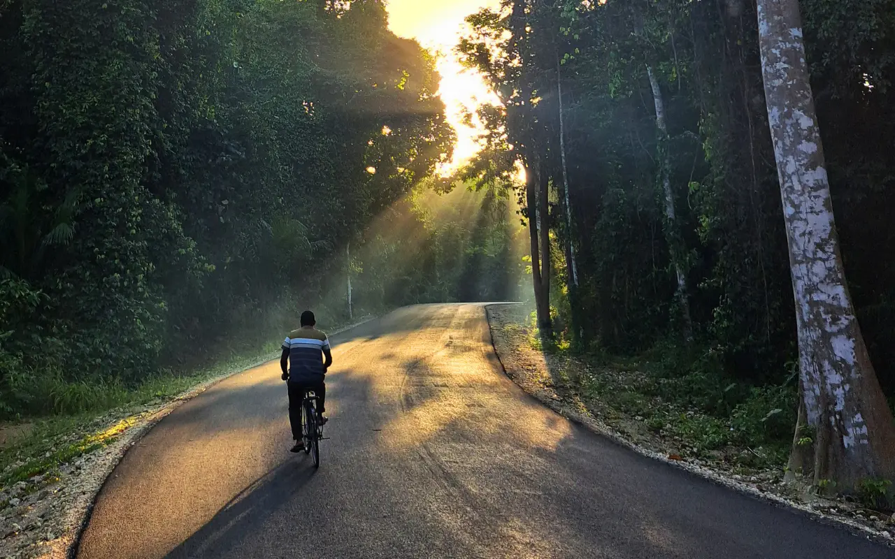 Ngezi Forest